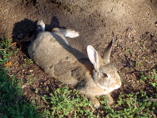 ashfield_bunnies_3.jpg